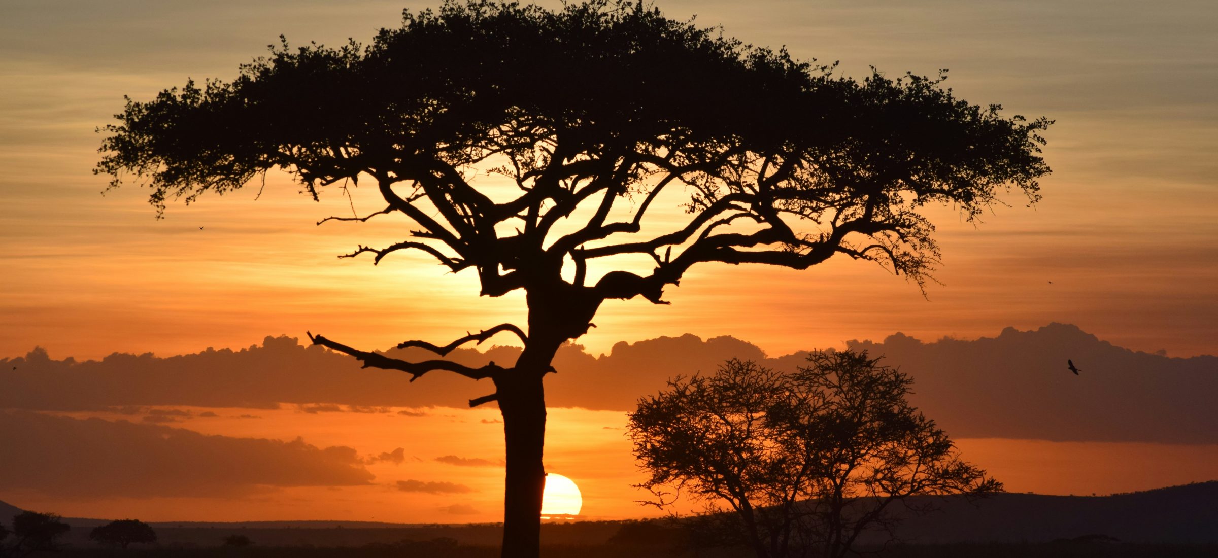 uzuri-safaris-tanzania-tj_l4oiwkdq-unsplash.jpg